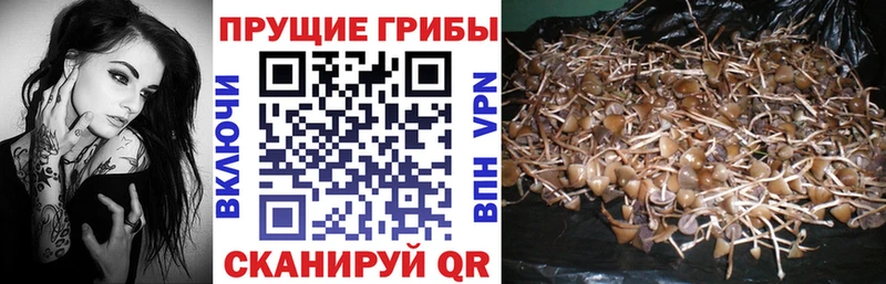 Купить где  Качканар  Псилоцибиновые грибы MAGIC MUSHROOMS 